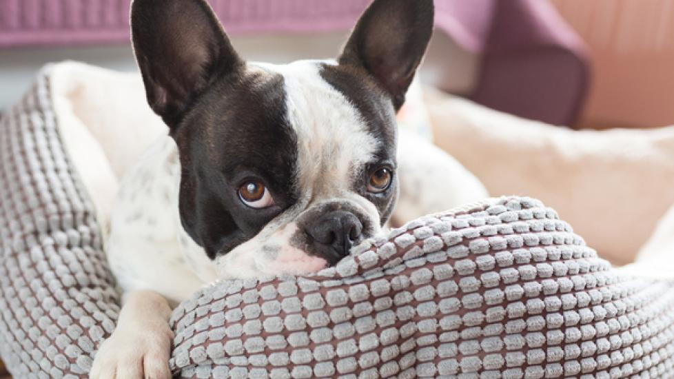 Washing dog outlet bed in washer